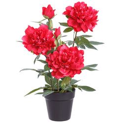 Cerise