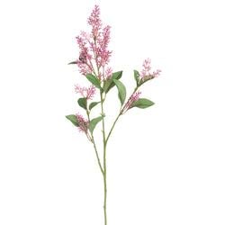 Boysenberry