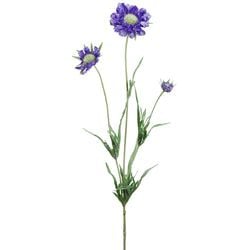 Purple/Blue