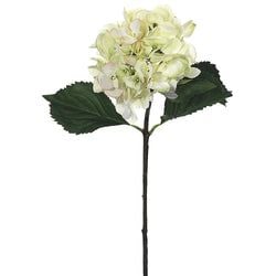 Cream/Green