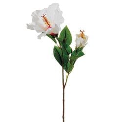 White/Beauty