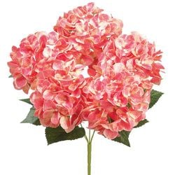 Options – Coral