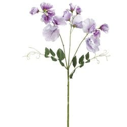 Options – Lavender