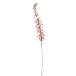 Options – Lavender