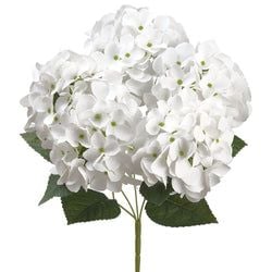 Options – White