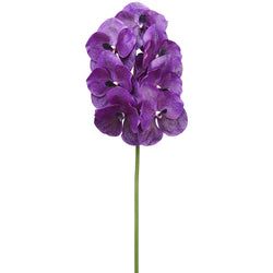 Eggplant