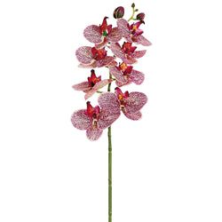 Cerise/Orchid