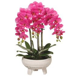 Orchid