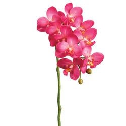 Options – 2-Tone Cerise
