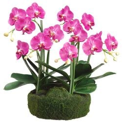 2-Tone Orchid