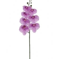 Lavender/Purple