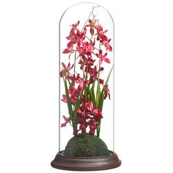 Tomato Oncidium