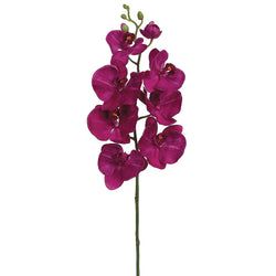Orchid