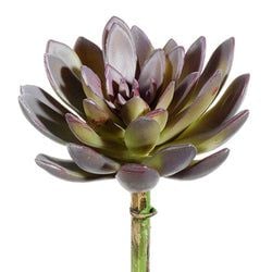 Purple/Green