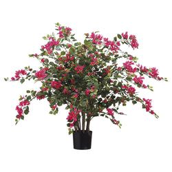 Options – 1 plant