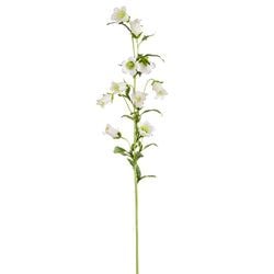 Options – Cream