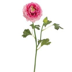 Cerise/Pink