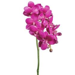 Options – Violet