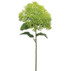 Options – Green
