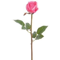 Cerise