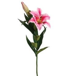 Rubrum/Pink