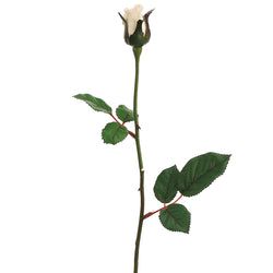 Vanilla