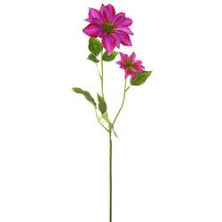 Orchid