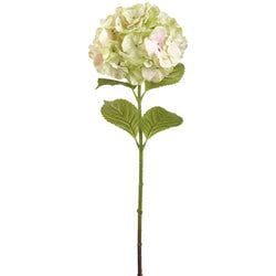 Blush/Green