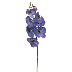 Delphinium