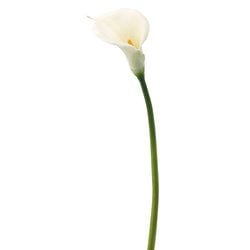 Options – White