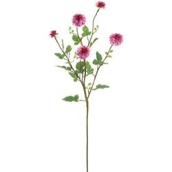 Boysenberry