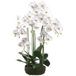 Options – White