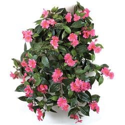 Fuchsia