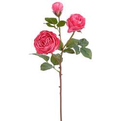 Options – Cerise