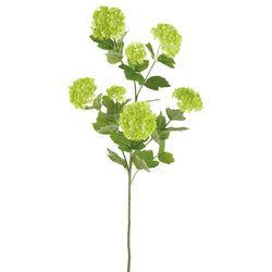 Options – Green