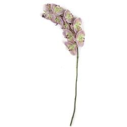 Lavender/Green