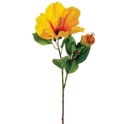 Yellow/Orange