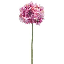 2 Tone Orchid