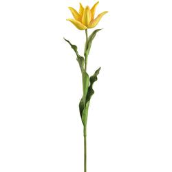 Yellow/Orange