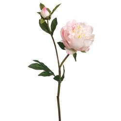 Cream/Cerise