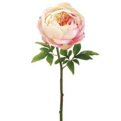Options – White/Pink