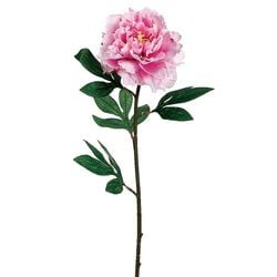 2 Tone Orchid