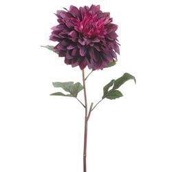 Eggplant