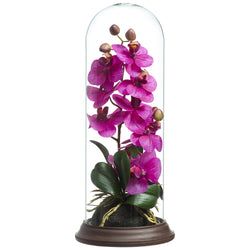 Orchid Phalaenopsis