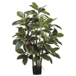 Variegated