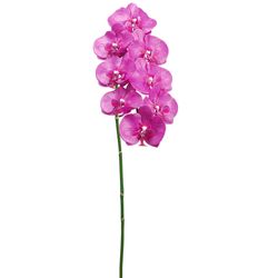 Orchid