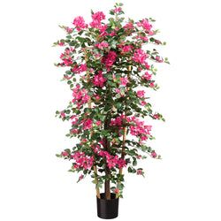 2 plants
