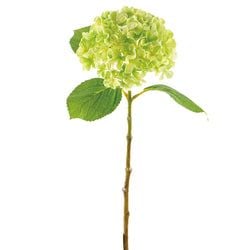 Options – Green