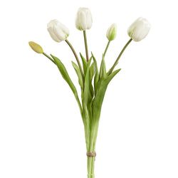 Options – Cream