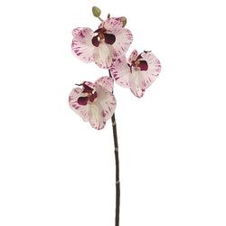 White/Orchid